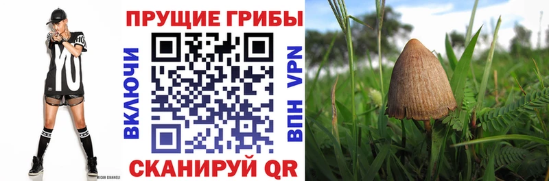 Купить закладки  Юрьев-Польский  Галлюциногенные грибы Magic Shrooms 